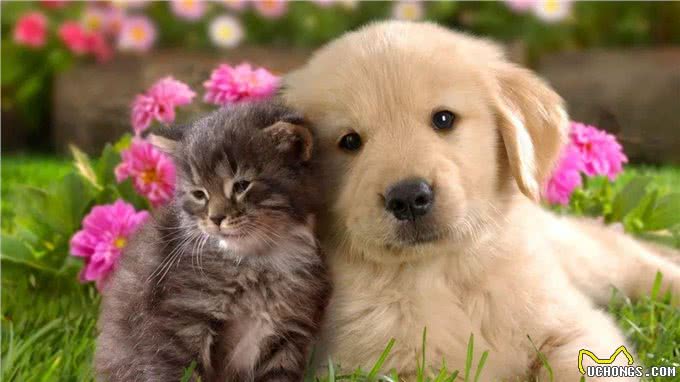 犬细小和猫细小病毒是一样的吗?犬猫之间能互相感染吗?