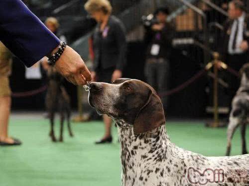 世界名犬—波音达
