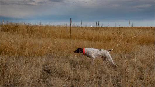 世界名犬—波音达