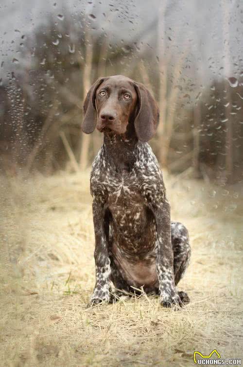 世界名犬—波音达