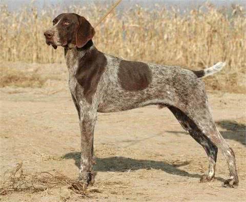 世界名犬—波音达