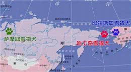 每日一狗—萨摩耶犬