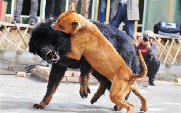 世界上最凶残的三种狗狗,藏獒竟榜上无名,第一名为斗犬而生