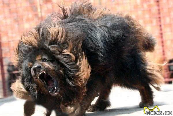 世界上最凶残的三种狗狗,藏獒竟榜上无名,第一名为斗犬而生