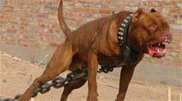 世界上最凶残的三种狗狗，藏獒竟榜上无名，第一名为斗犬而生