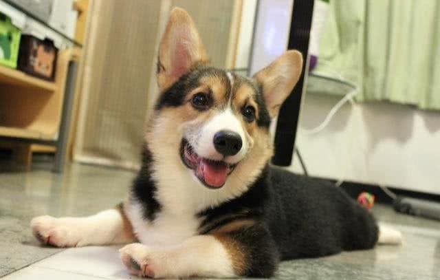 关于柯基犬的8个小秘密，你知道几个?