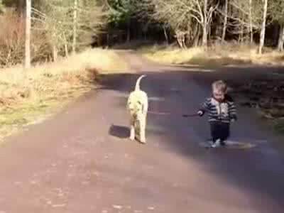 狗狗降暑小妙招，夏季遛狗要注意