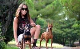 弹跳力最高可达1.8米的微型犬:鹿犬纯种一条价值几万