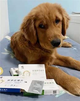 狗狗的第一杀手是什么?家里基本都有它!