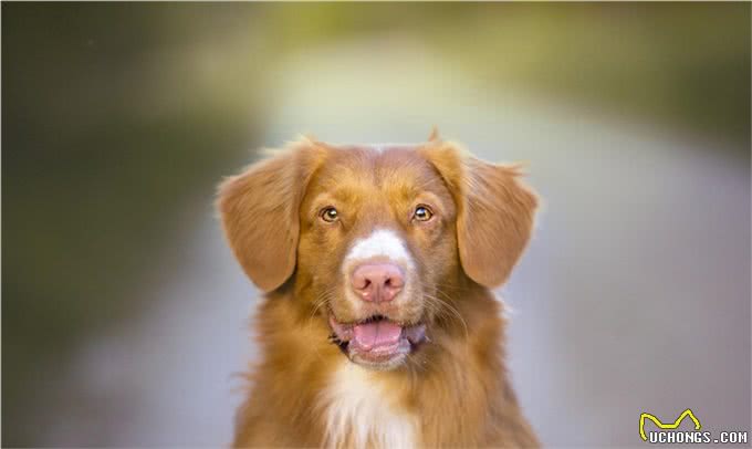 狗狗也会得分离焦虑症