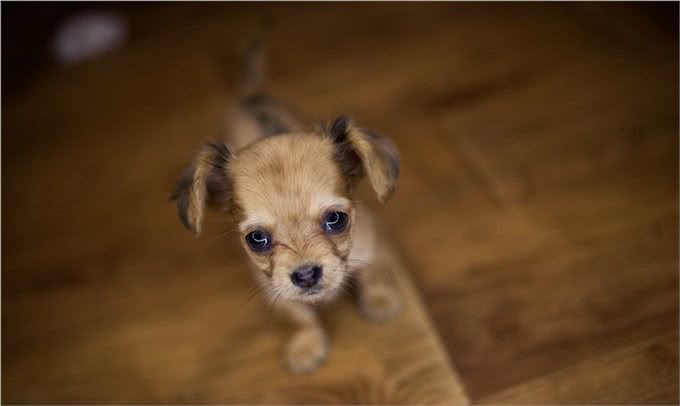 狗狗也会得分离焦虑症