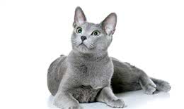 俄罗斯蓝猫|蓝猫不只是英短，这种蓝猫一般人真的养不起