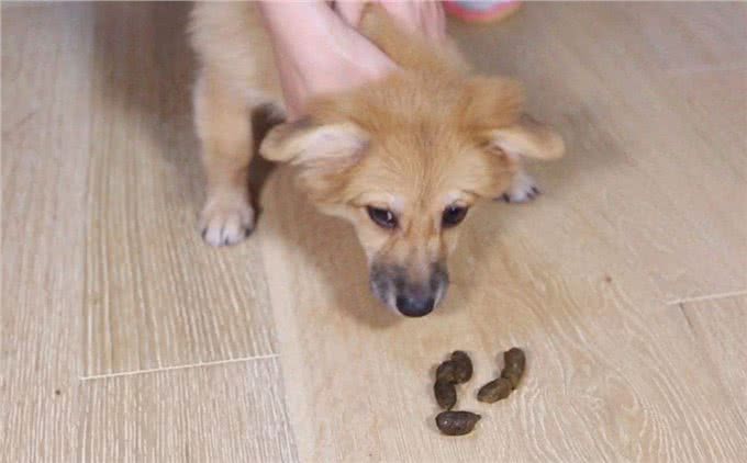 狗狗身上8个奇怪动作!尤其是第一个，很多铲屎官不注意