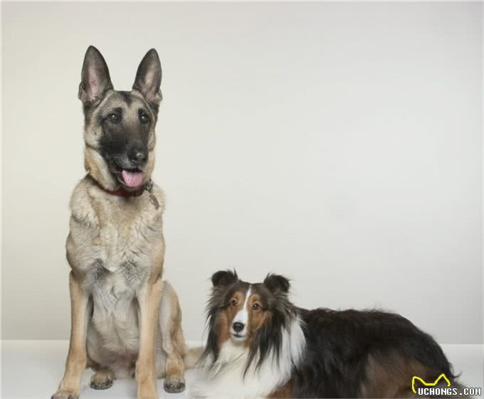 关于德国牧羊犬你了解多少?