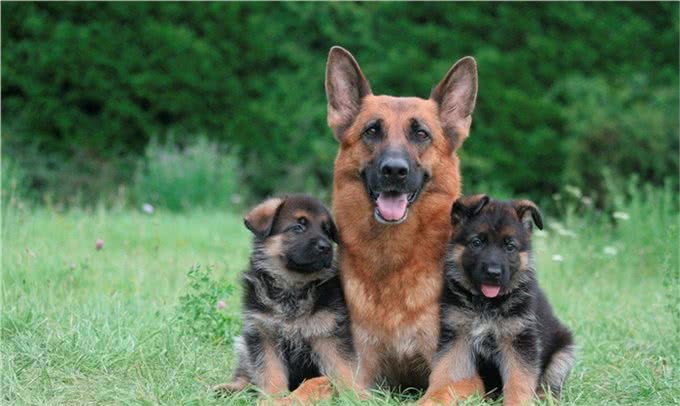 关于德国牧羊犬你了解多少?