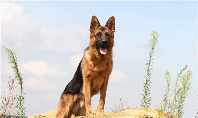关于德国牧羊犬你了解多少?