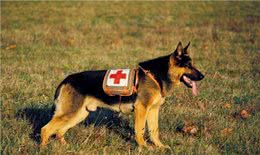 关于德国牧羊犬你了解多少?