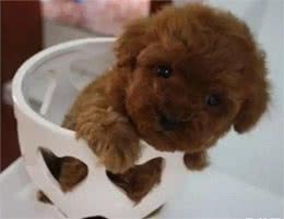 我们对茶杯犬的爱真的会害了它吗?
