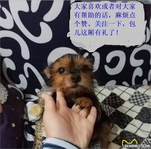 狗狗感冒的6个症状表现，千万不要小看了