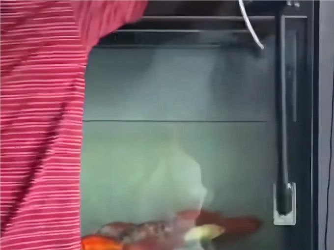 女婿上门全家提前准备连狗一起洗,网友:是找了个多优秀的女婿?