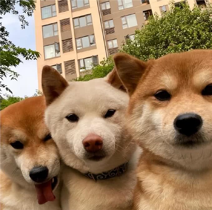 狗界忠犬排行，和主人的安危相比，命真的可以不要