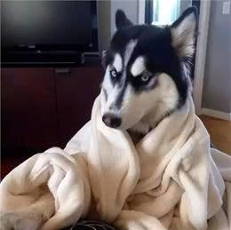 狗界忠犬排行，和主人的安危相比，命真的可以不要