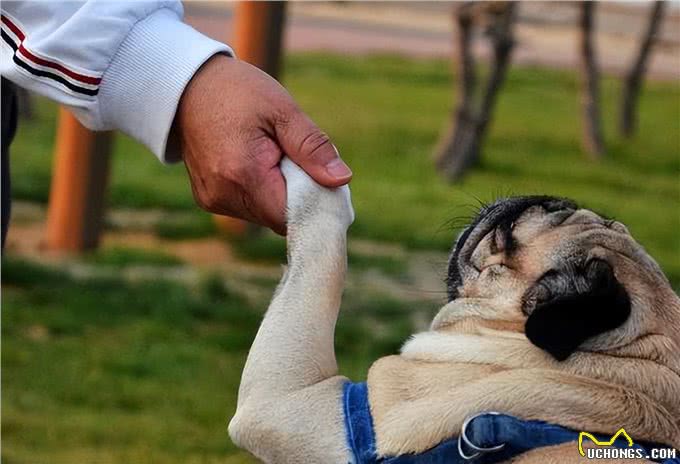 原来你摸狗狗的爪子,在狗眼中,是这些含义