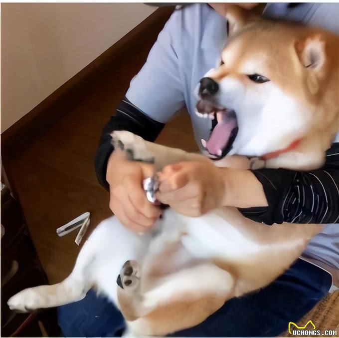 原来你摸狗狗的爪子,在狗眼中,是这些含义