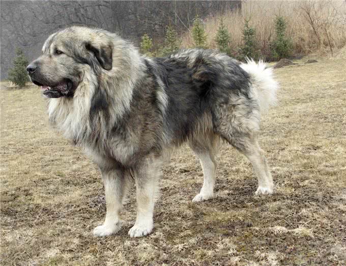 世界最大的犬科动物高加索犬，能够击败北美灰狼吗?