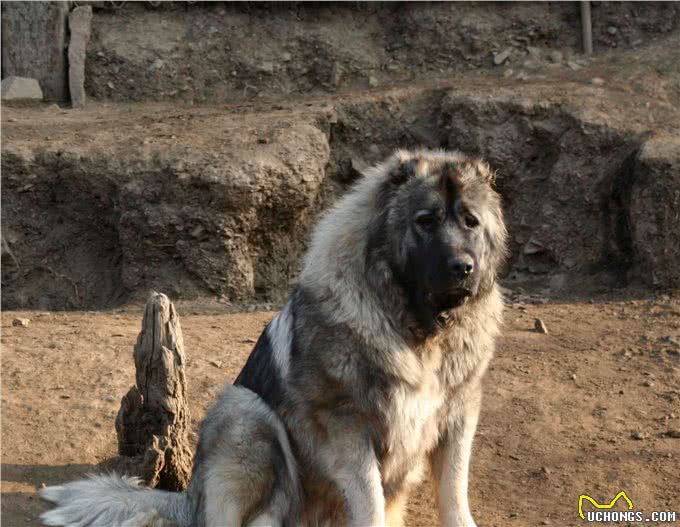 世界最大的犬科动物高加索犬，能够击败北美灰狼吗?