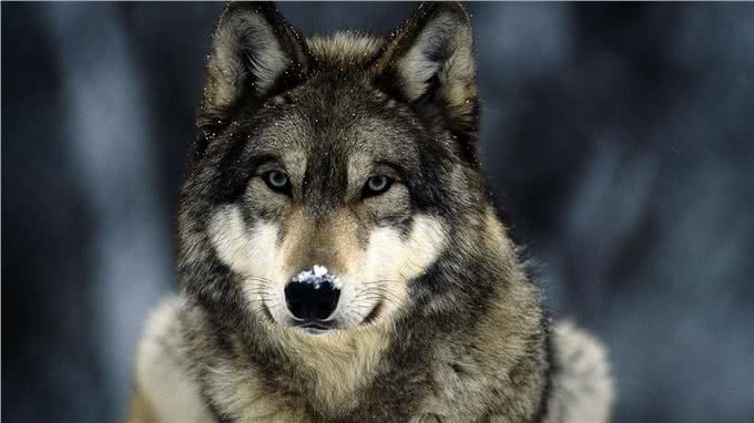 世界最大的犬科动物高加索犬，能够击败北美灰狼吗?