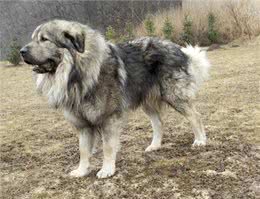 世界最大的犬科动物高加索犬，能够击败北美灰狼吗?
