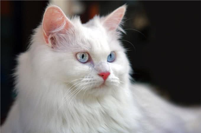 最古老的长毛猫咪品种之一—土耳其安哥拉猫!