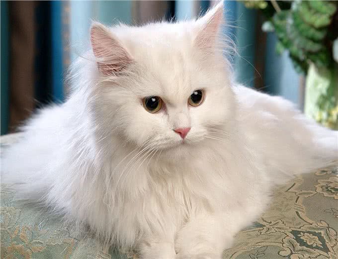 最古老的长毛猫咪品种之一—土耳其安哥拉猫!