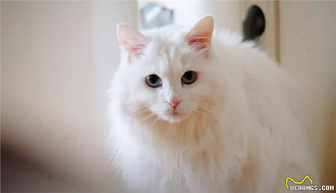 最古老的长毛猫咪品种之一—土耳其安哥拉猫!