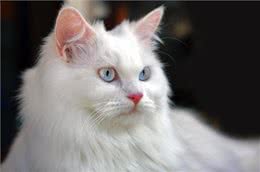 最古老的长毛猫咪品种之一—土耳其安哥拉猫!