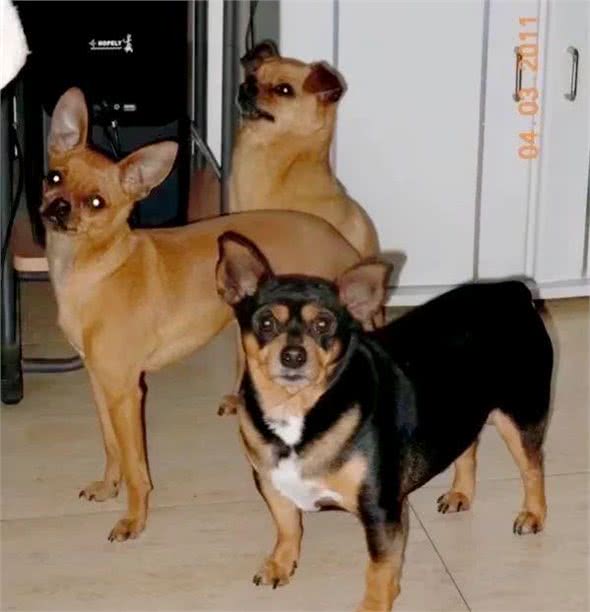 如何分辨吉娃娃、小鹿狗、迷你杜宾!饲养它们的注意事项有哪些?