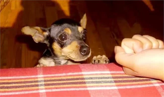 如何分辨吉娃娃、小鹿狗、迷你杜宾!饲养它们的注意事项有哪些?