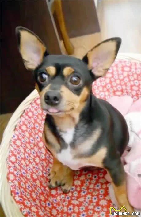 如何分辨吉娃娃、小鹿狗、迷你杜宾!饲养它们的注意事项有哪些?