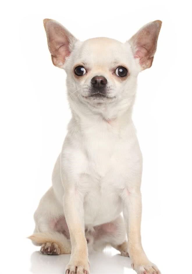 如何分辨吉娃娃、小鹿狗、迷你杜宾!饲养它们的注意事项有哪些?