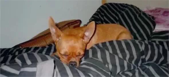 如何分辨吉娃娃、小鹿狗、迷你杜宾!饲养它们的注意事项有哪些?