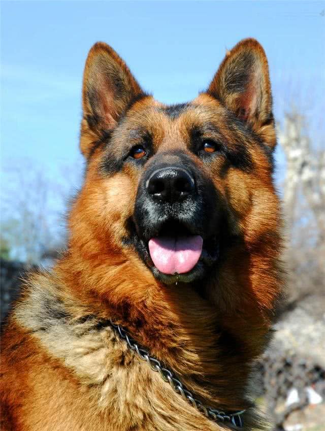 威武的战士!德国牧羊犬