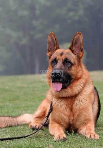 威武的战士!德国牧羊犬