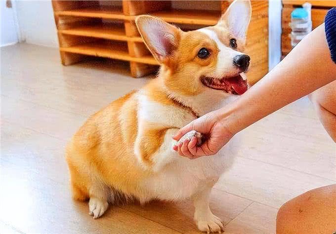 狗狗用爪子扒拉主人，其实是想告诉你这9件事