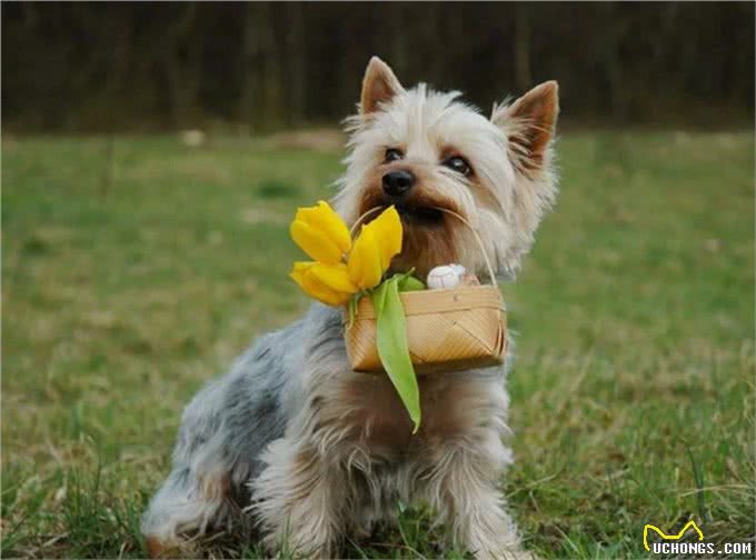 每日一犬-澳大利亚梗