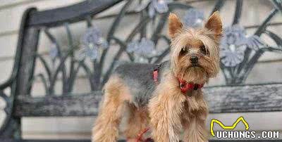 每日一犬-澳大利亚梗