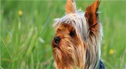 每日一犬-澳大利亚梗