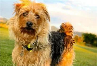 每日一犬-澳大利亚梗