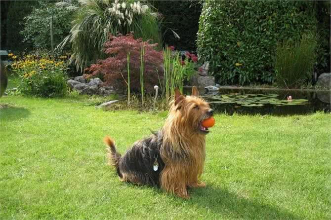 每日一犬-澳大利亚梗