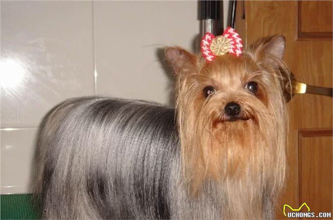 每日一犬-澳大利亚梗